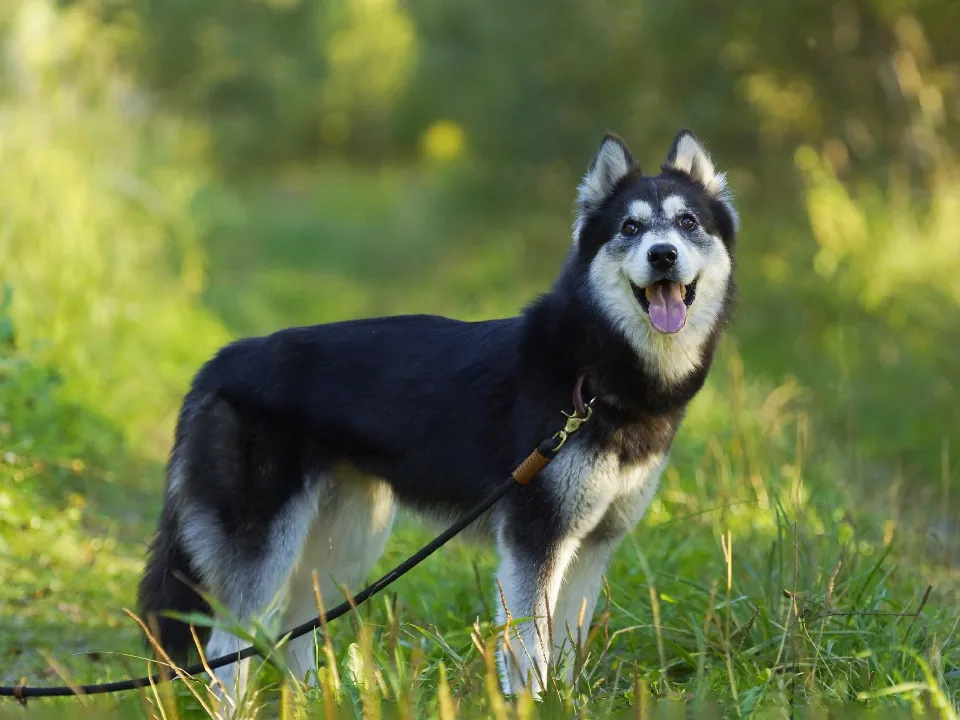 Фото:&nbsp;фото: vk.com/Электрогорск.Тесла