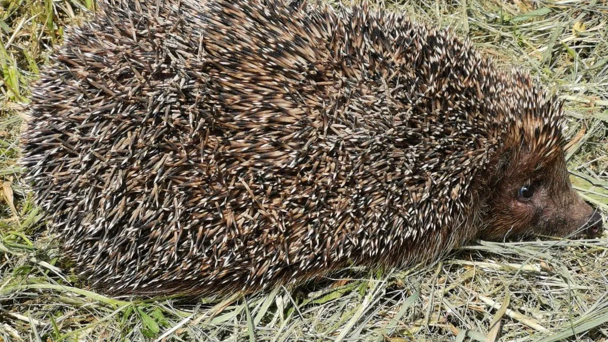 Из архива редакции