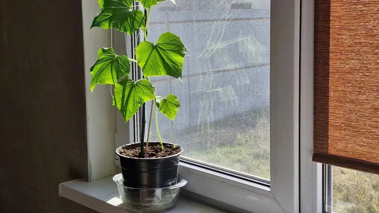 REGIONS/Наталья Надточая