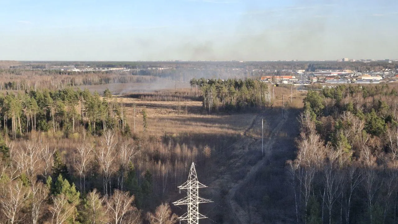 Фото: Комитет лесного хозяйства Московской области