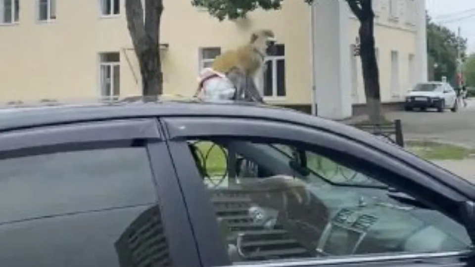 Фото: соцсети