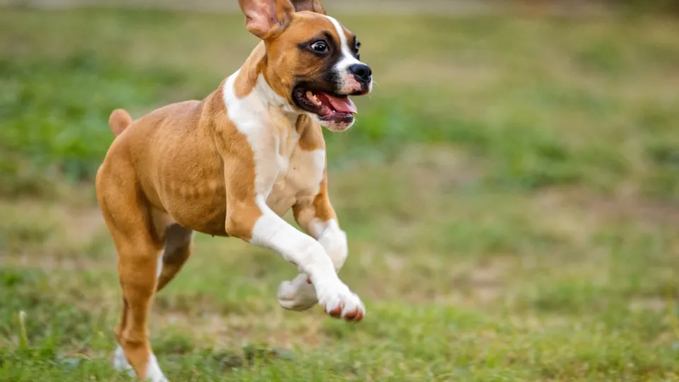 Фото: pxhere.com