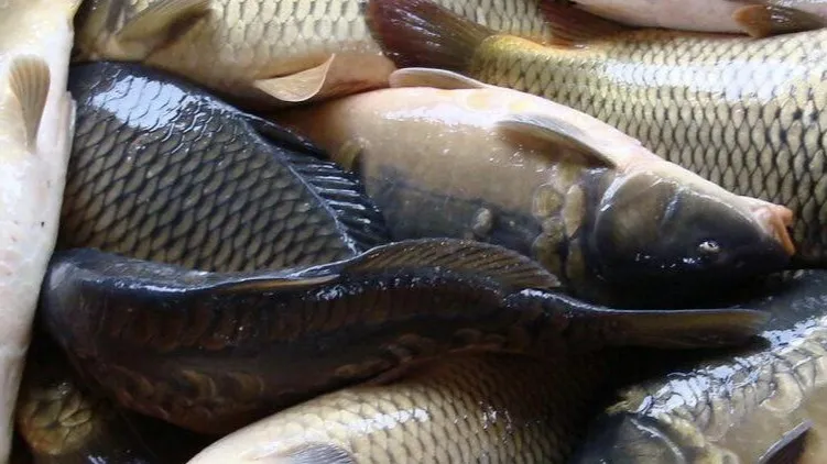 Фото: пресс-служба Минсельхозпрода МО