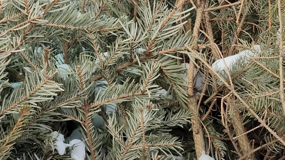 Фото: МедиаБанк Подмосковья/Валерия Ерофеева