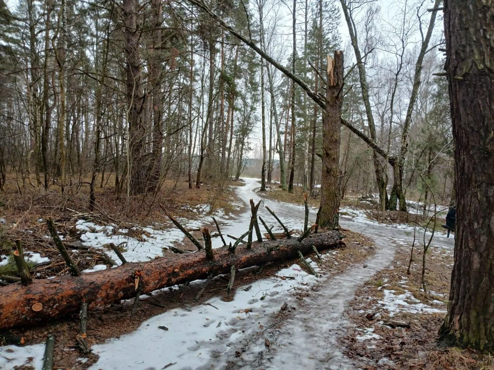 Фото: Комитет лесного хозяйства МО