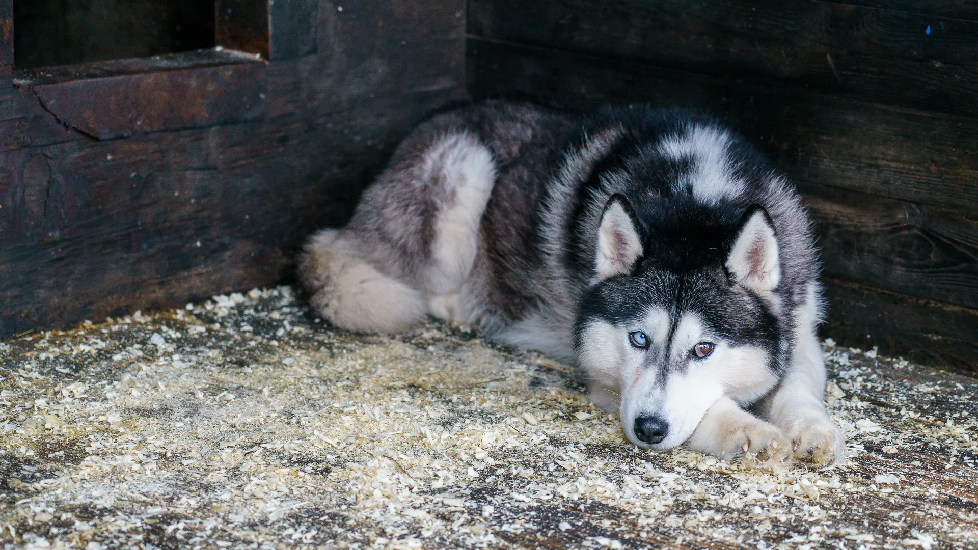 Зооферма Walkservice — экскурсия к северным оленям и хаски