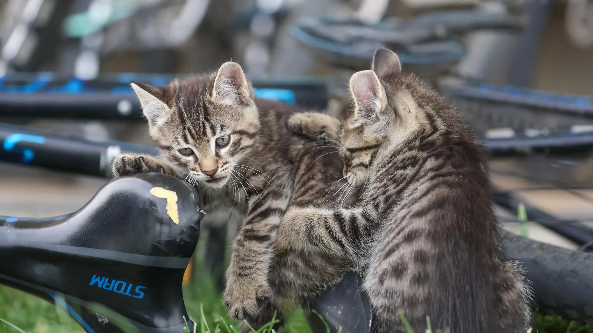 Belkin Alexey/news.ru