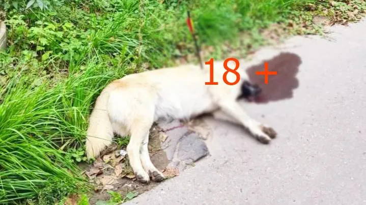 Фото: паблик «Подслушано | Видное (18+)». https://t.me/Podslushano_Vidnoe/12235