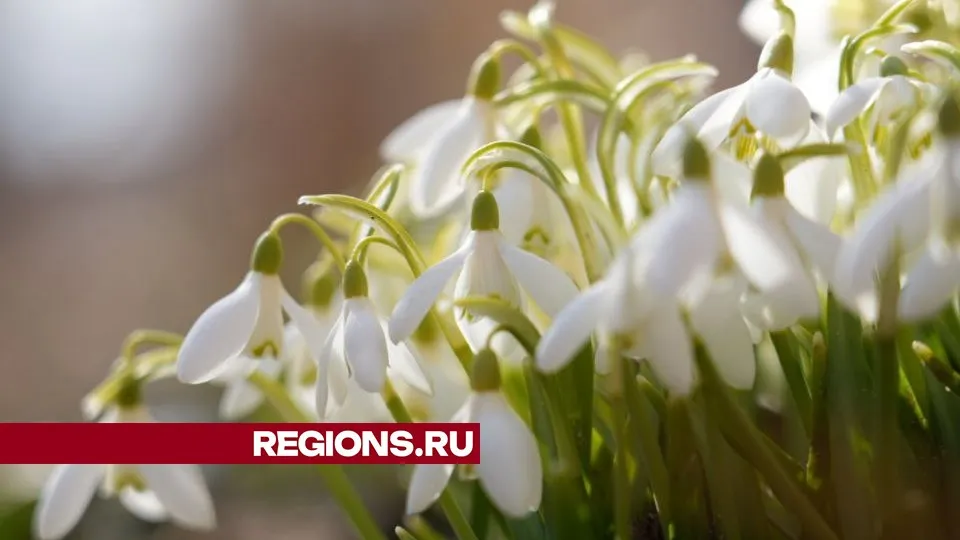 Фото: МедиаБанк Подмосковья/Дарья Леонова