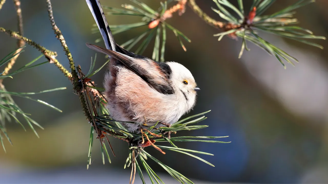 Александр Бакланов