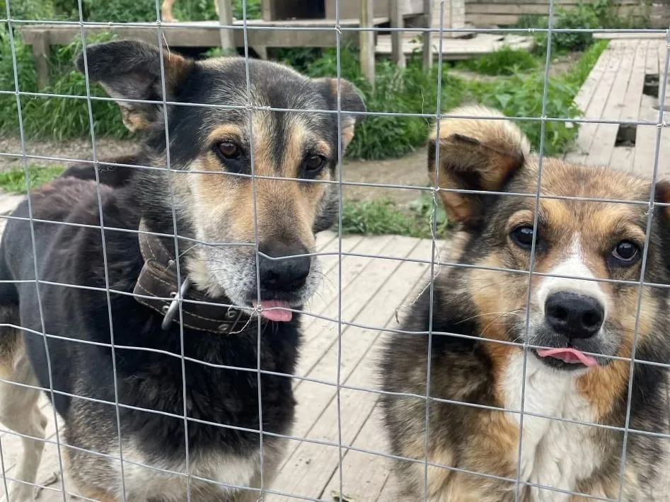 Фото: vk.com/ПРИЮТ МОЖАЙСК