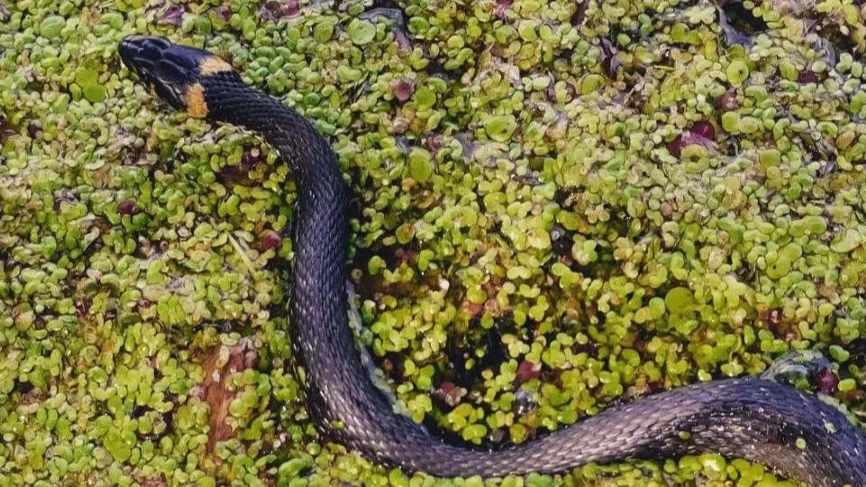 Фото: Ульянов А.И.