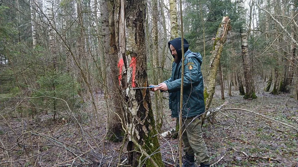 Фото: Комитет лесного хозяйства Московской области