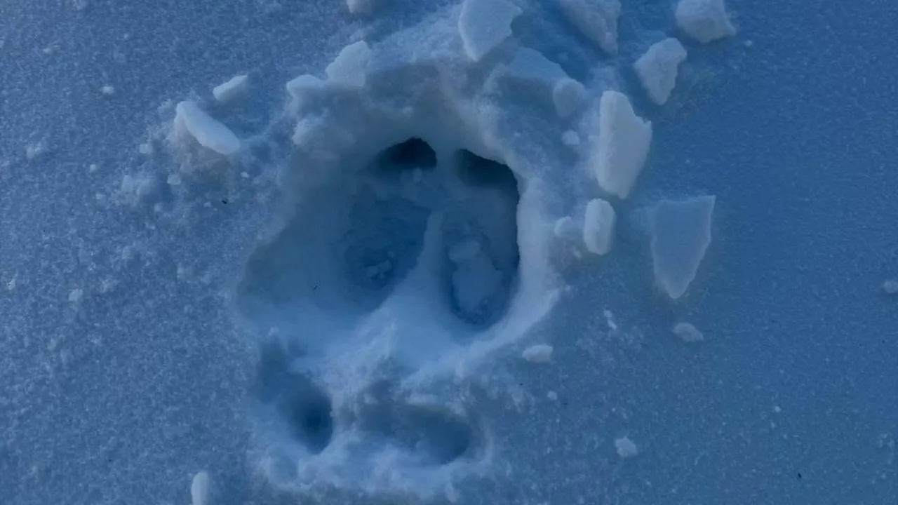 пресс-служба нацпарка "Лосиный остров"/Карина Фоменко