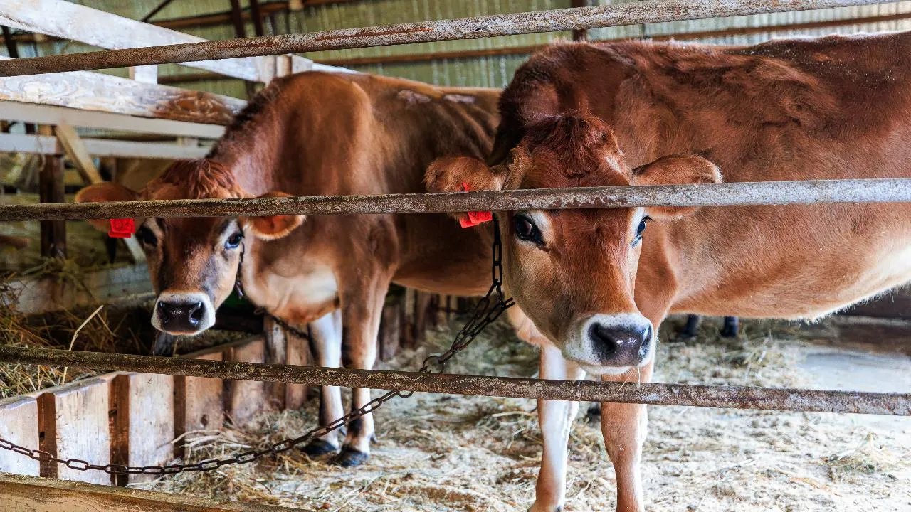 медиасток.рф