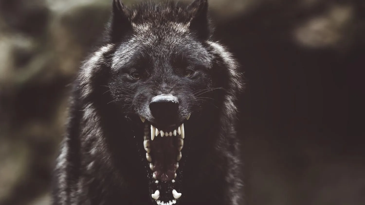 медиасток.рф