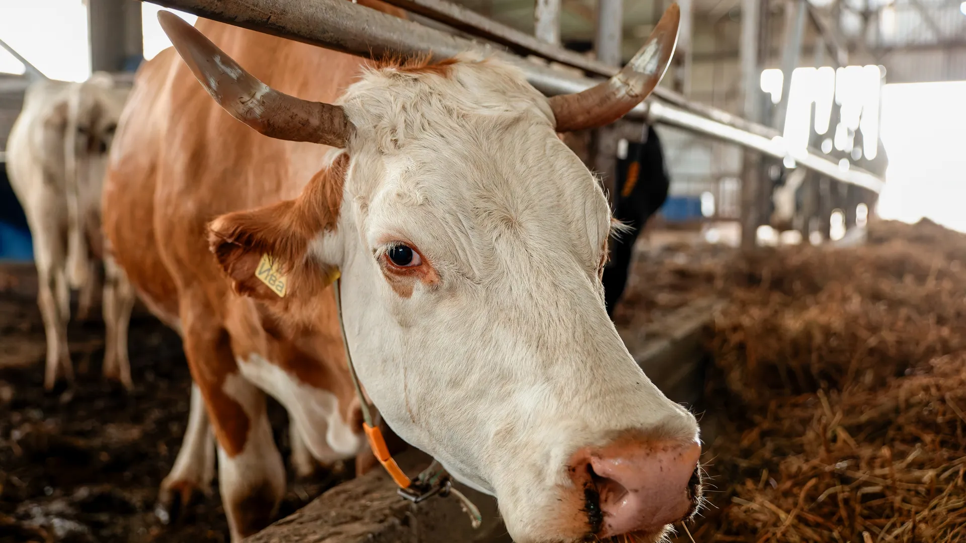 Корова на ферме Истринской сыроварни Олега Сироты в Истре