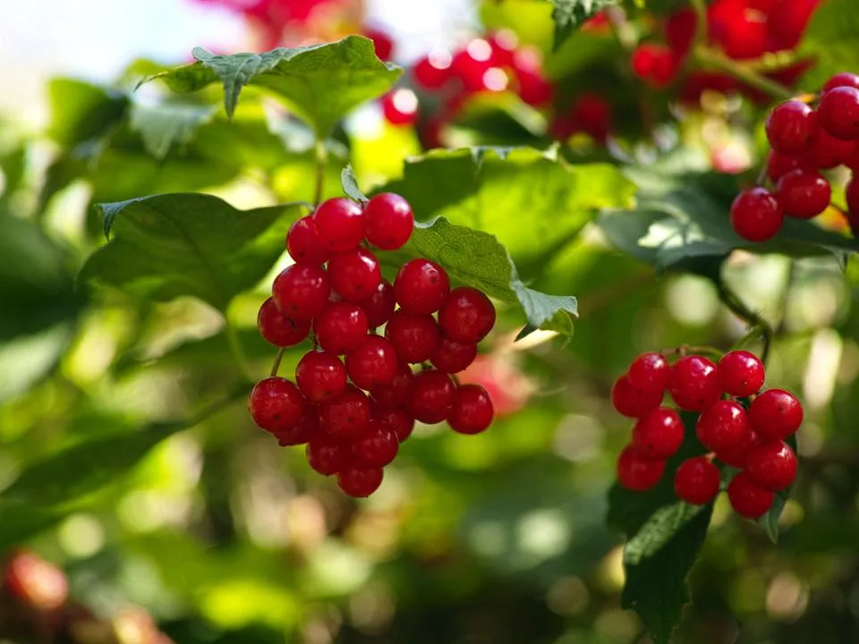 Фото: istockphoto.com/Kayco