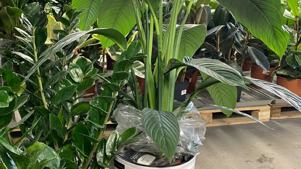 Фото: МедиаБанк Подмосковья/Юлиан Миранду