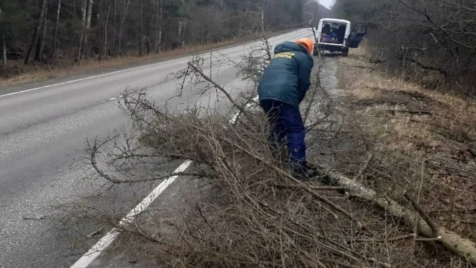 Фото: Комитет лесного хозяйства Московской области