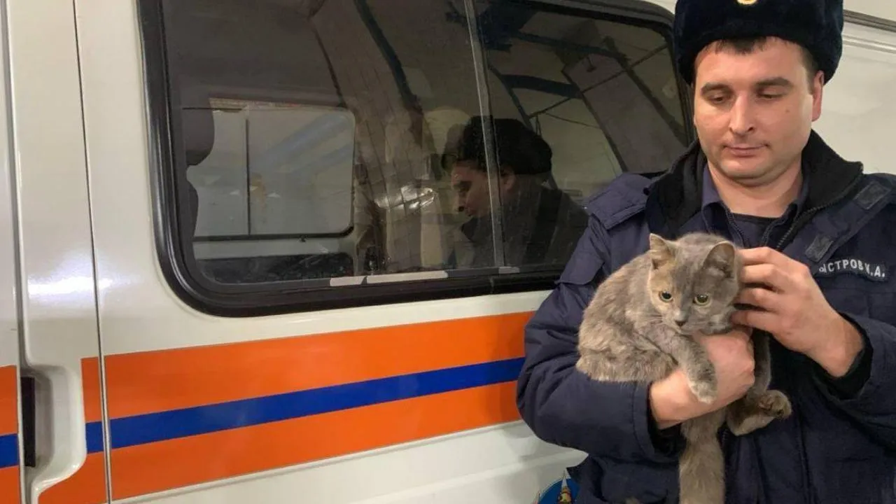 В Павловском Посаде спасатели освободили кошку, которая застряла под капотом автомобиля