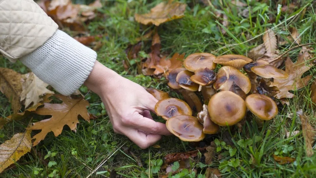 Фото: freepik.com