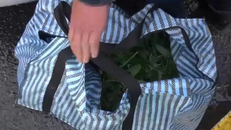 Девять кило марихуаны нашли в сумке иностранца в Жуковском