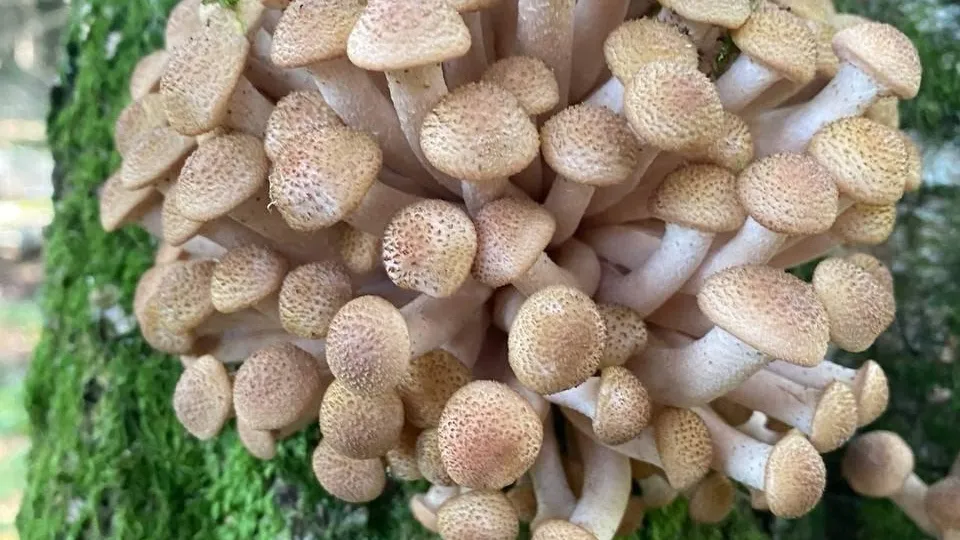 Мария Панина