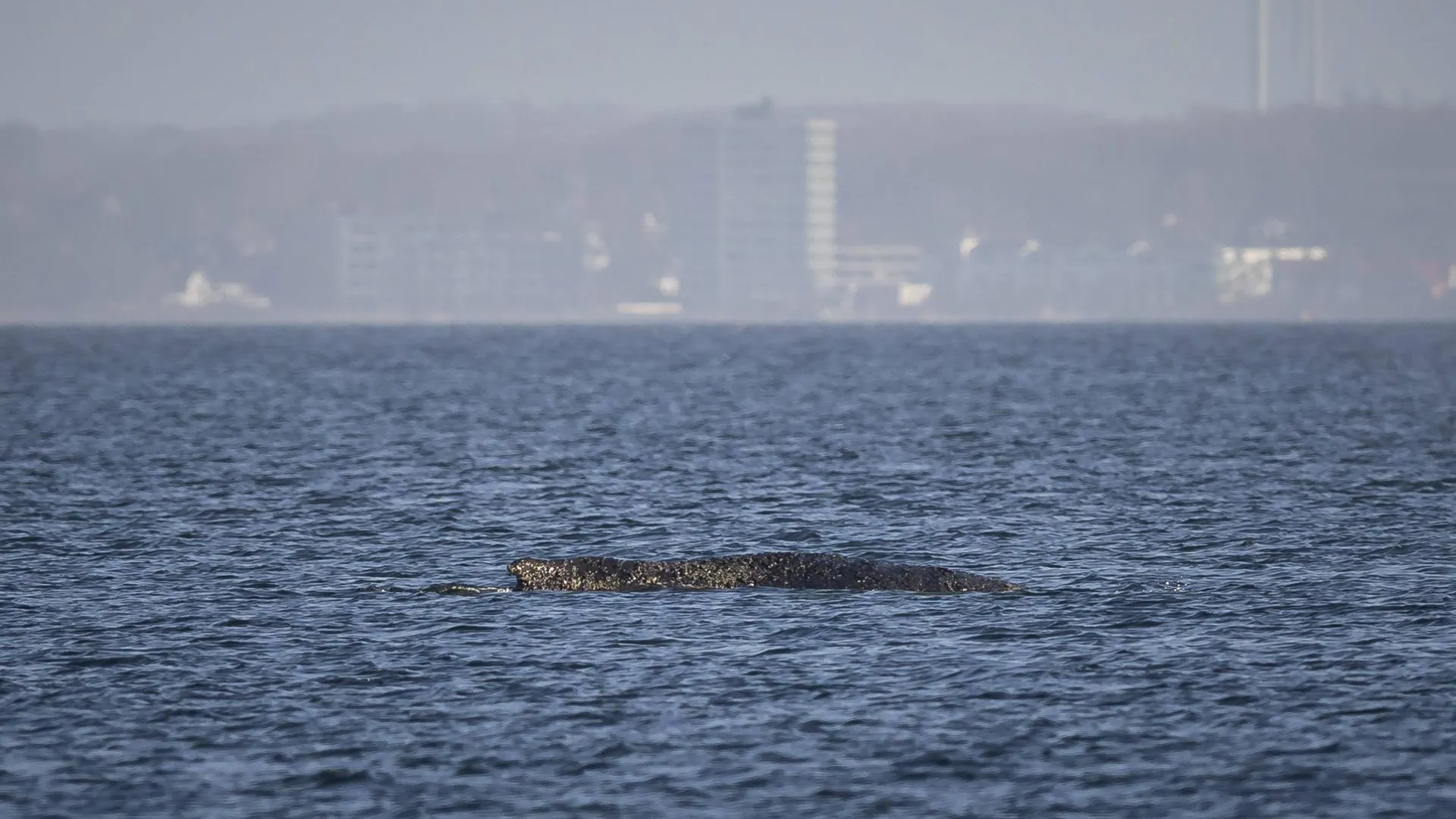 IMAGO/54Ã‚Â� /Felix Koenig/Global Look Press