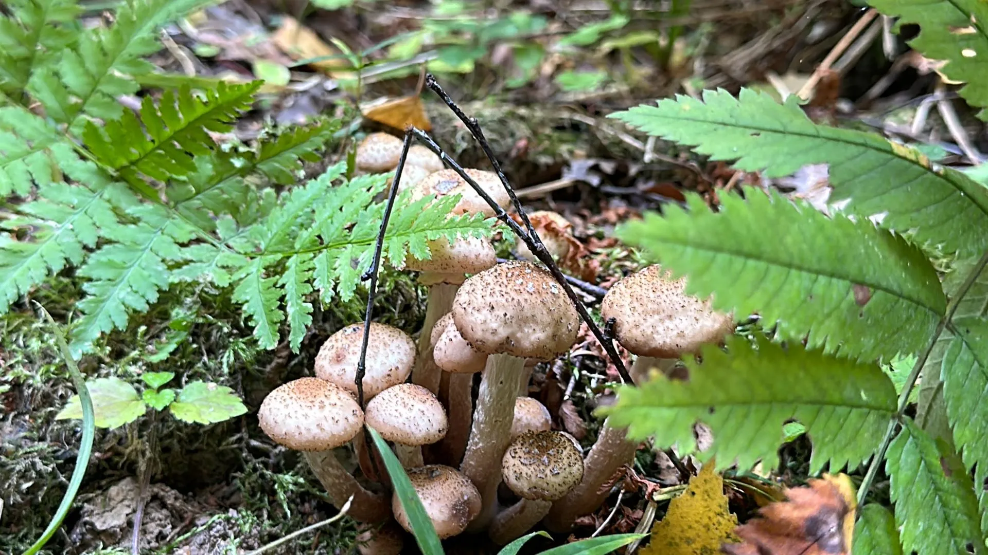 Мария Петрова