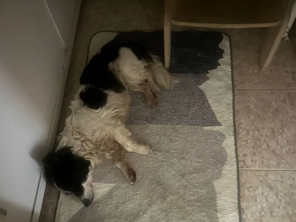 Фото: волонтеры по поиску собаки Тоси