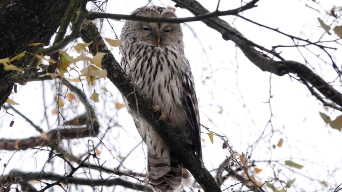 Фото: МедиаБанк Подмосковья/Дарья Леонова