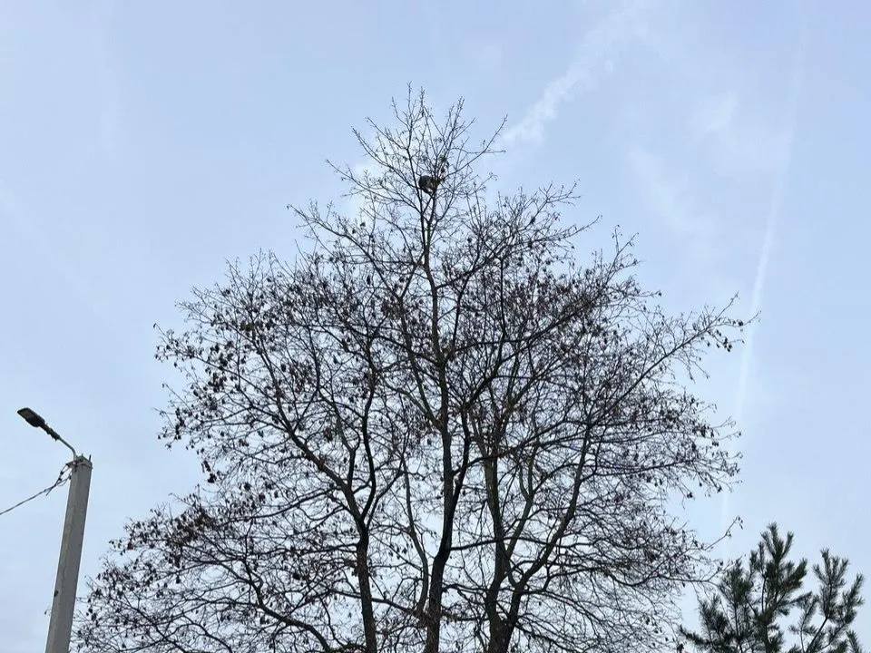 Фото: Мособлпожспас