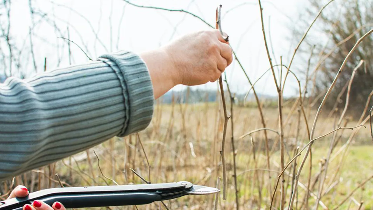 istockphoto.com/Taana