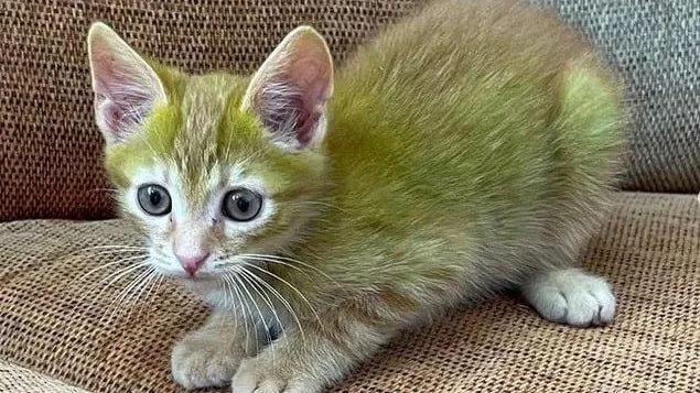 ТГ-канал "Эфир 18+"