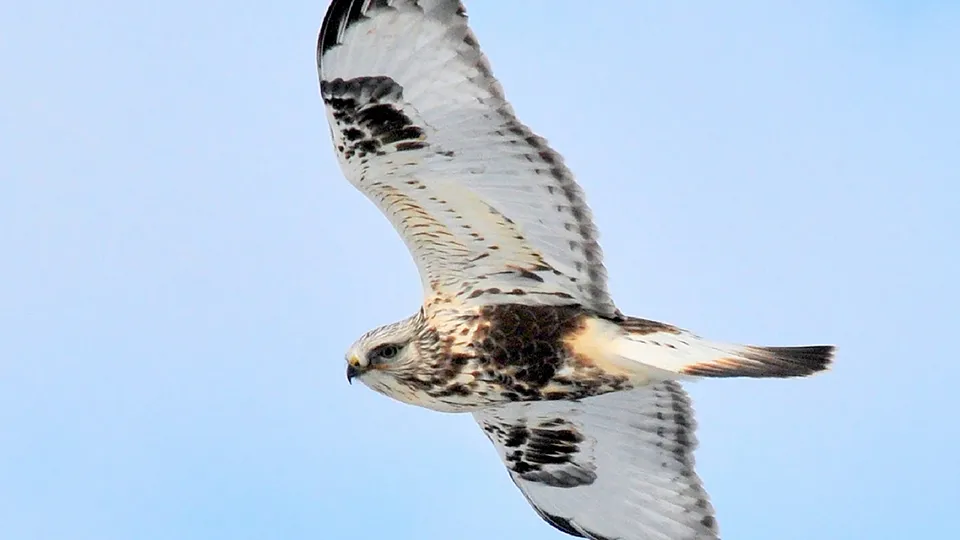 Фото: pxhere.com