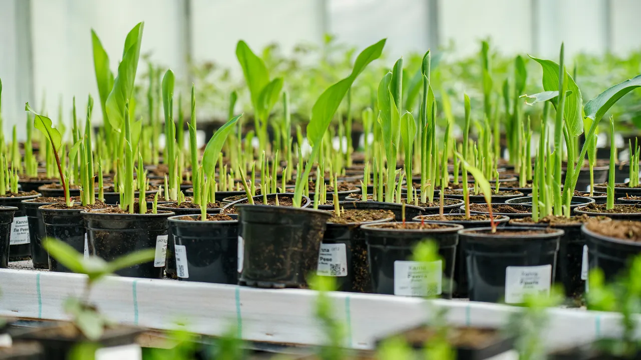 медиасток.рф