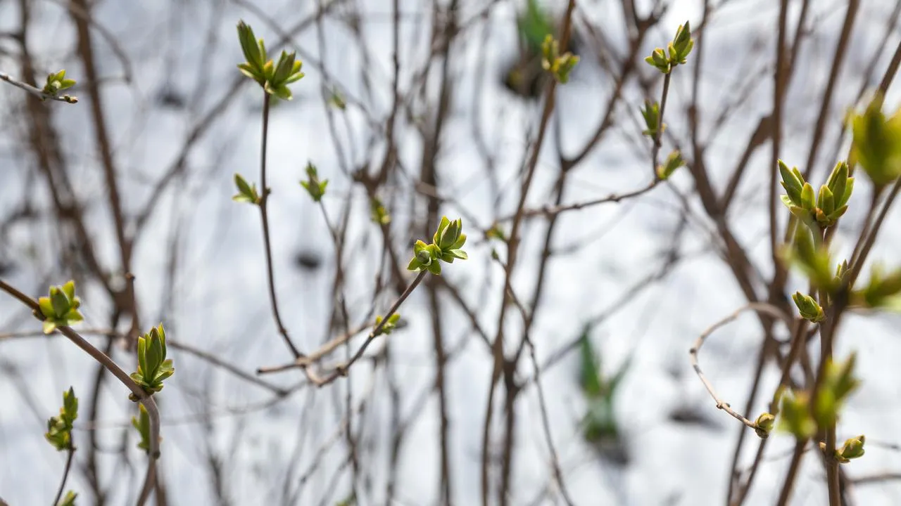 медиасток.рф