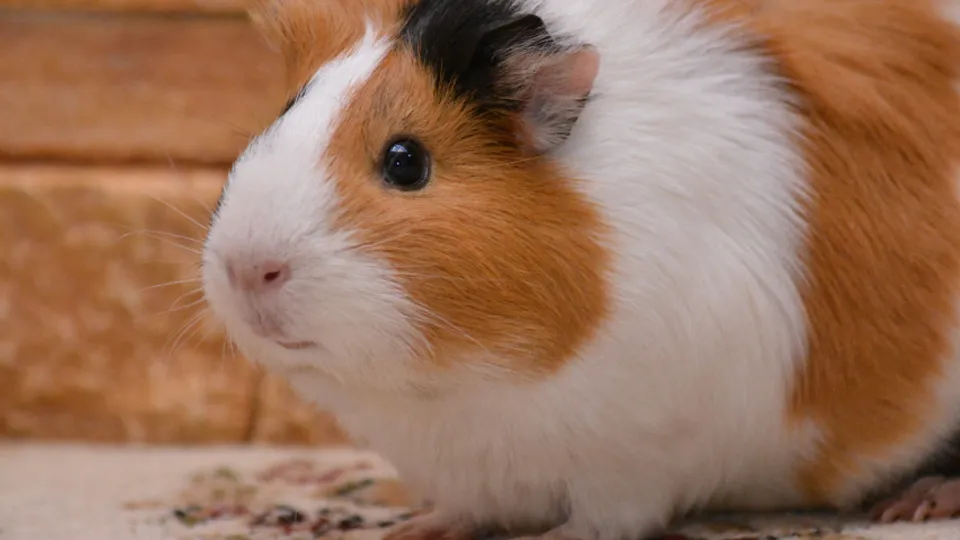 Фото: pxhere.com