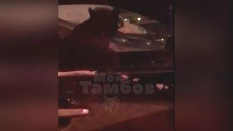 Вместо сигнализации автолюбитель из Тамбова оставил в машине пантеру