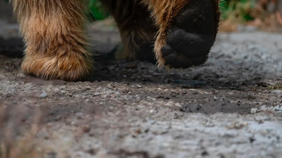 Фото: istockphoto.com/Andrey Rykov