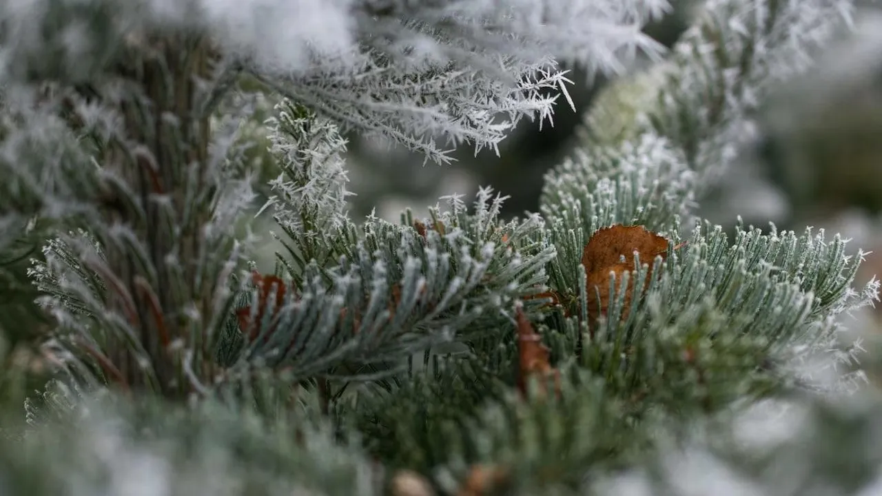 медиасток.рф