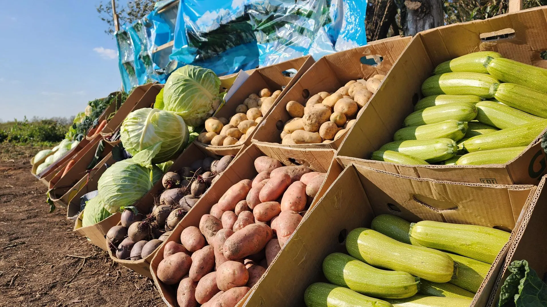 Светлана Плотникова