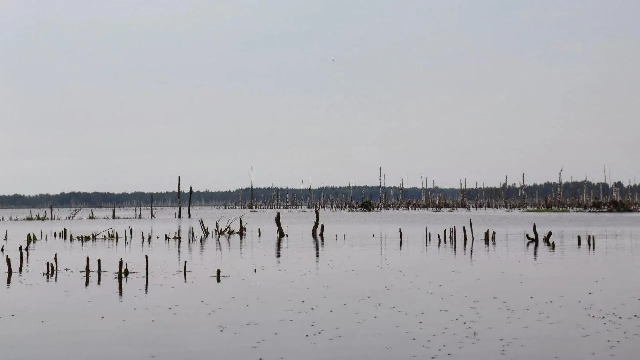 Почти 40 особо ценных водно-болотных угодий насчитывается в Подмосковье