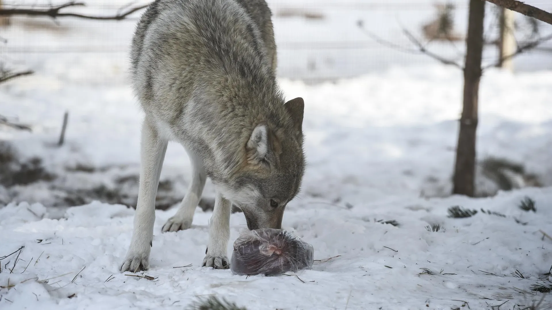 Фото: Николай Корешков