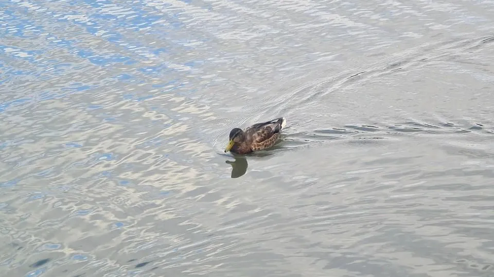 Александр Дрожжин
