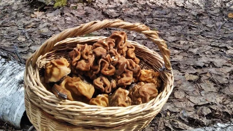 Фото: соцсети