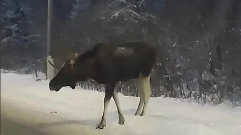 Лось. Скриншот из видео в ТГ-канале «Подмосковье сегодня»