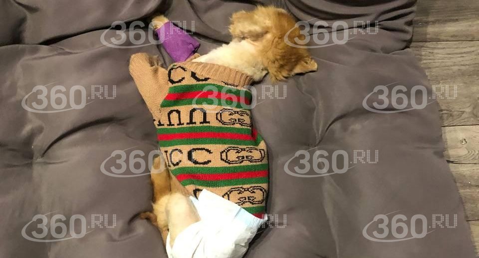 В Тюмени собаку с больным сердцем выбросили в мусорный бак