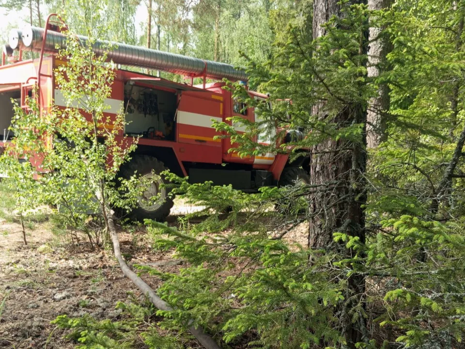 Фото: Комитет лесного хозяйства Московской области